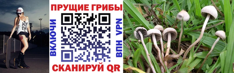 Купить где Алапаевск Псилоцибиновые грибы мухоморы